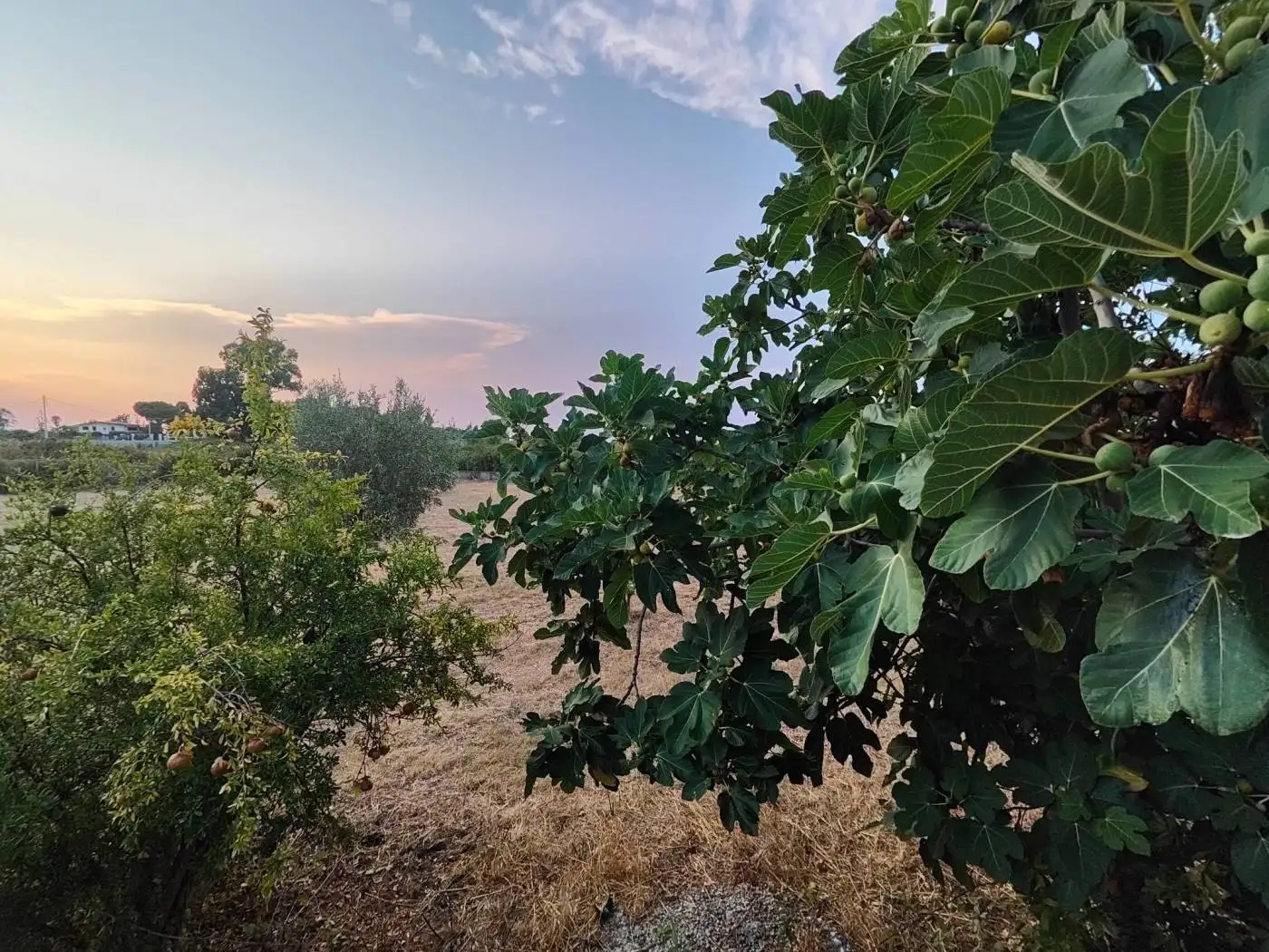 Rustico - Casale in vendita a Tropea