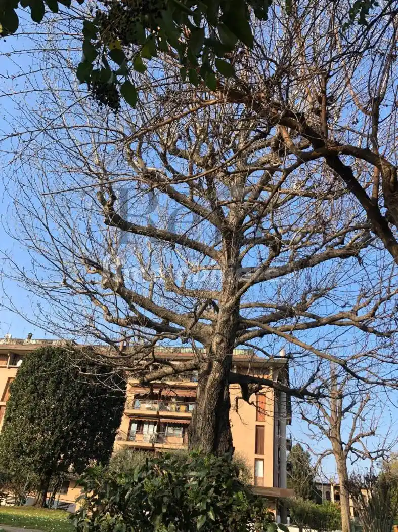 Appartamento in vendita a Treviso