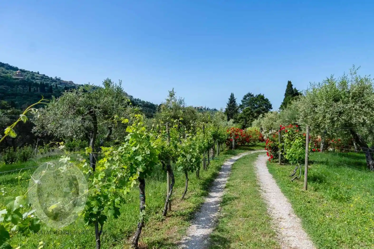 Rustico - Casale in vendita a Cortona