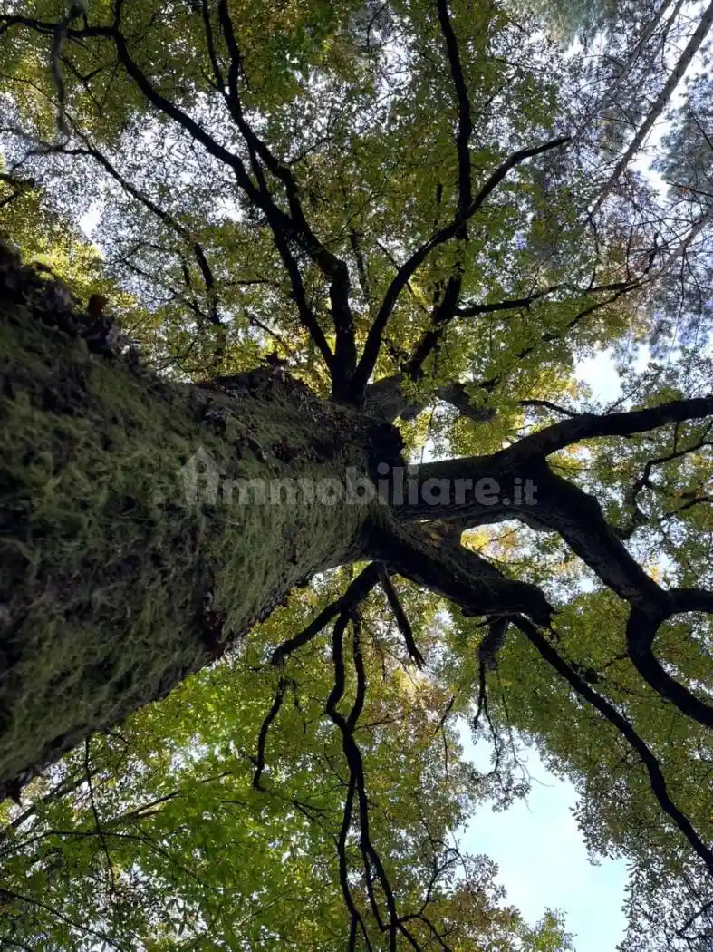 Rustico - Casale in vendita a Sorano