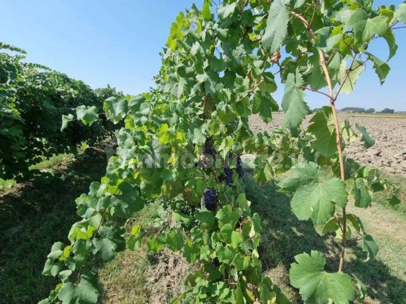 Rustico - Casale in vendita a Soliera