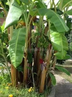 Appartamento in vendita a Pontecagnano Faiano