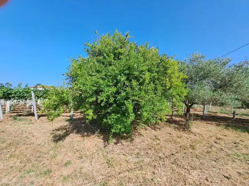 Villa unifamiliare Strada Provinciale Marrucina, Ortona - foto 4