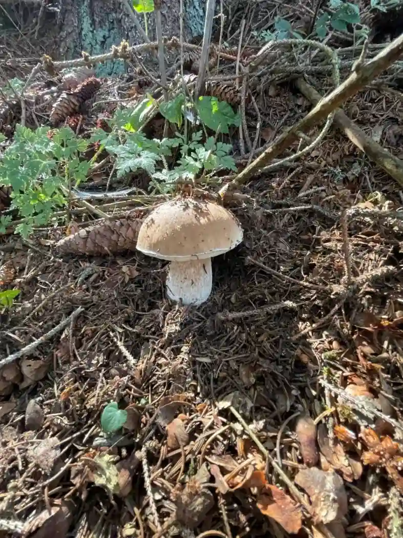 Terratetto unifamiliare Località Beltram, Caiolo - foto 4