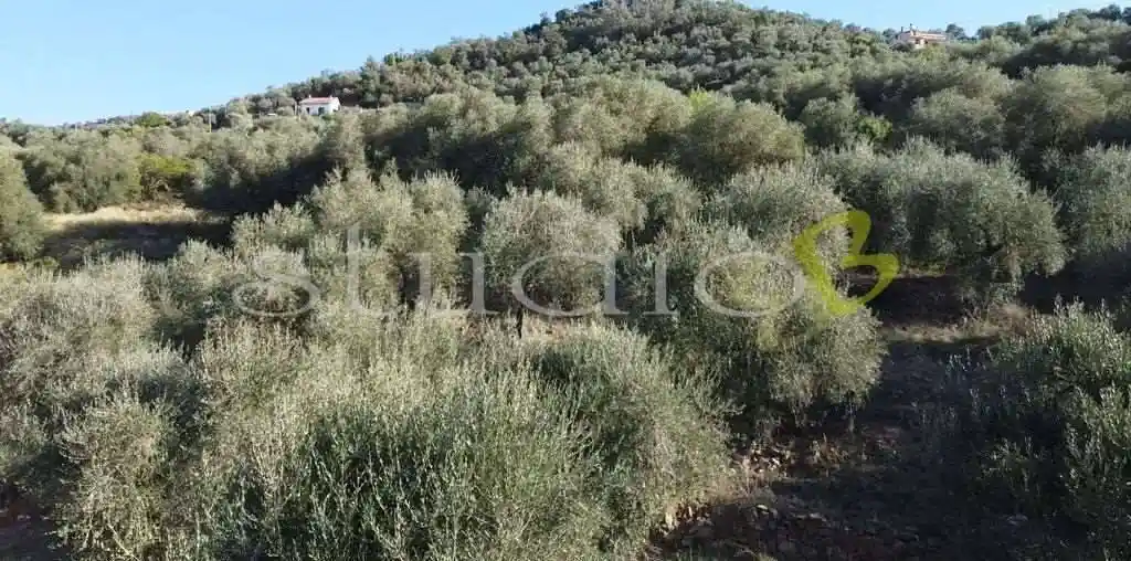 Rustico - Casale in vendita a Perinaldo