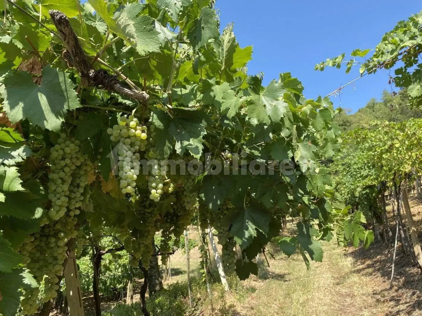 Rustico - Casale in vendita a Roncà