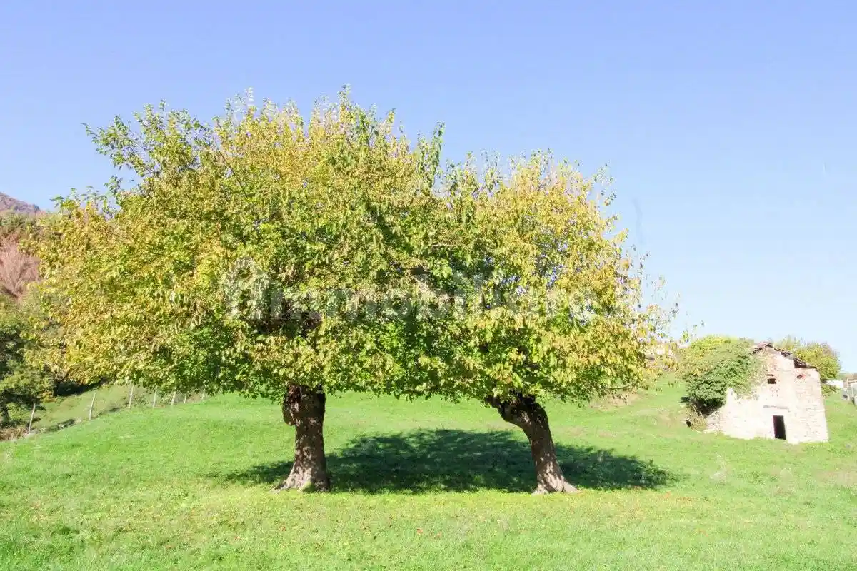 Rustico via Dizzasco , snc, Cerano d'Intelvi - foto 3