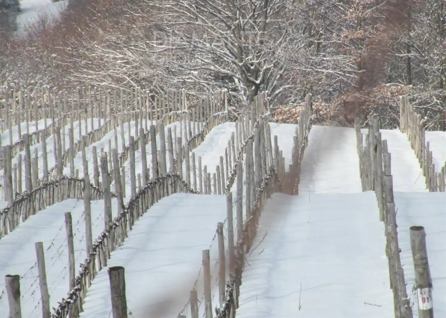 Rustico - Casale in vendita a Scansano