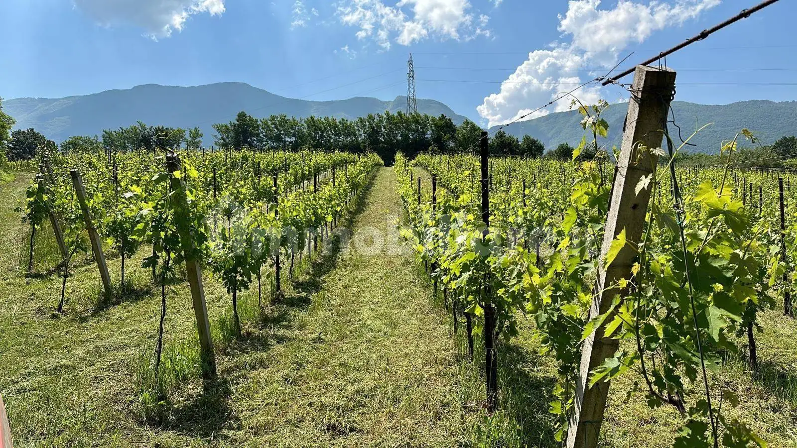 Rustico - Casale in vendita a Solopaca