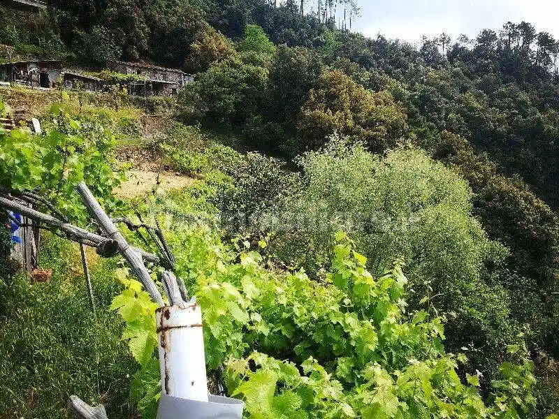 Rustico - Casale in vendita a Vernazza