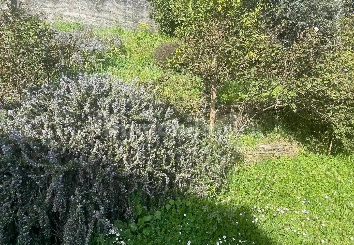 Terratetto unifamiliare 55 m², buono stato, Zona Collinare Cerreto, Sant'Eustachio, Montignoso - foto 4