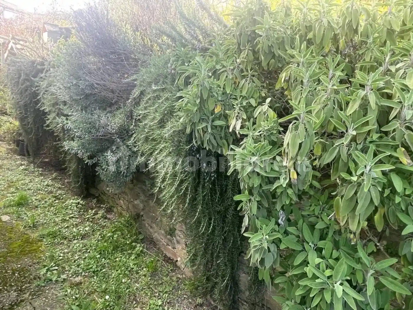 Terratetto unifamiliare 55 m², buono stato, Zona Collinare Cerreto, Sant'Eustachio, Montignoso - foto 5