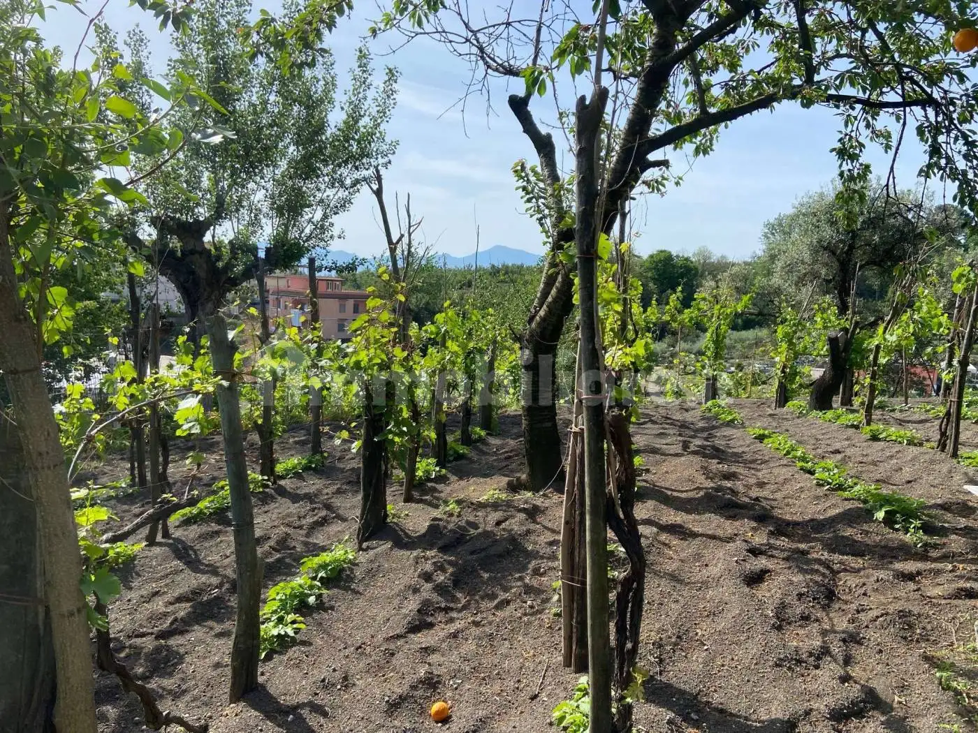 Rustico - Casale in vendita a Ottaviano