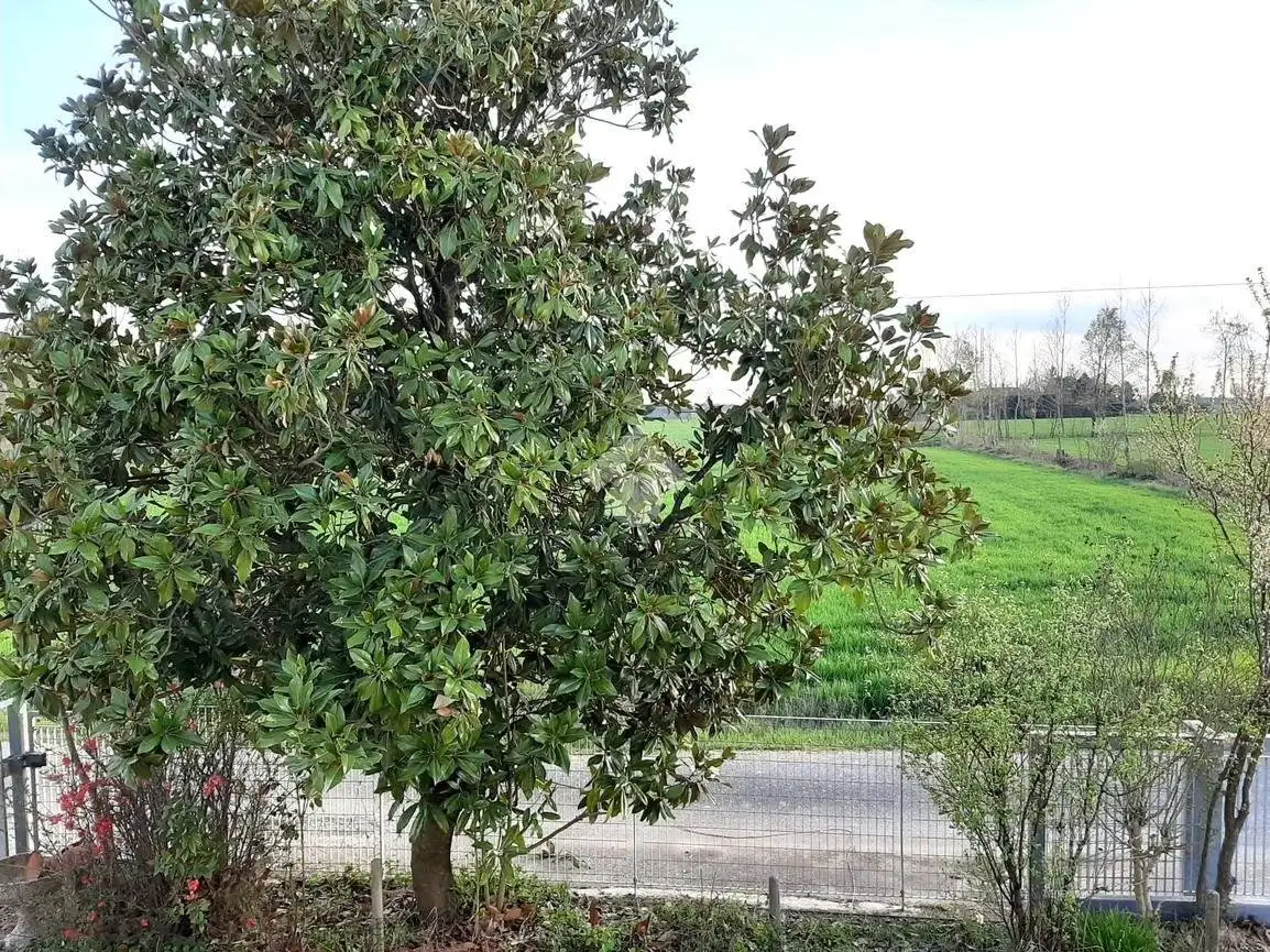 Rustico via Bosco, Agugliaro - foto 5