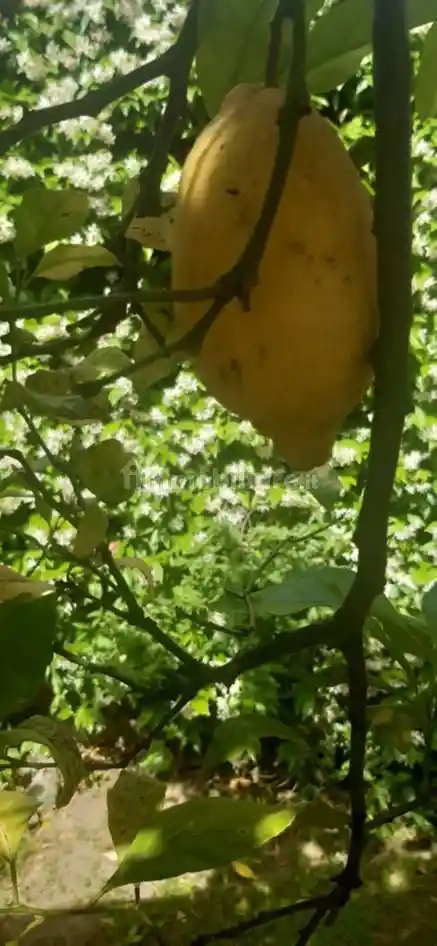 Villa bifamiliare via Nazionale 1, Centro, Pizzo - foto 2