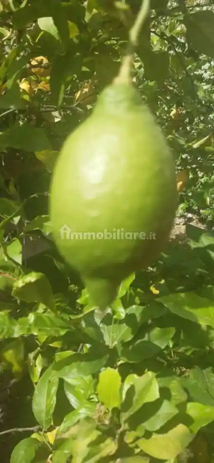 Villa bifamiliare via Nazionale 1, Centro, Pizzo - foto 5