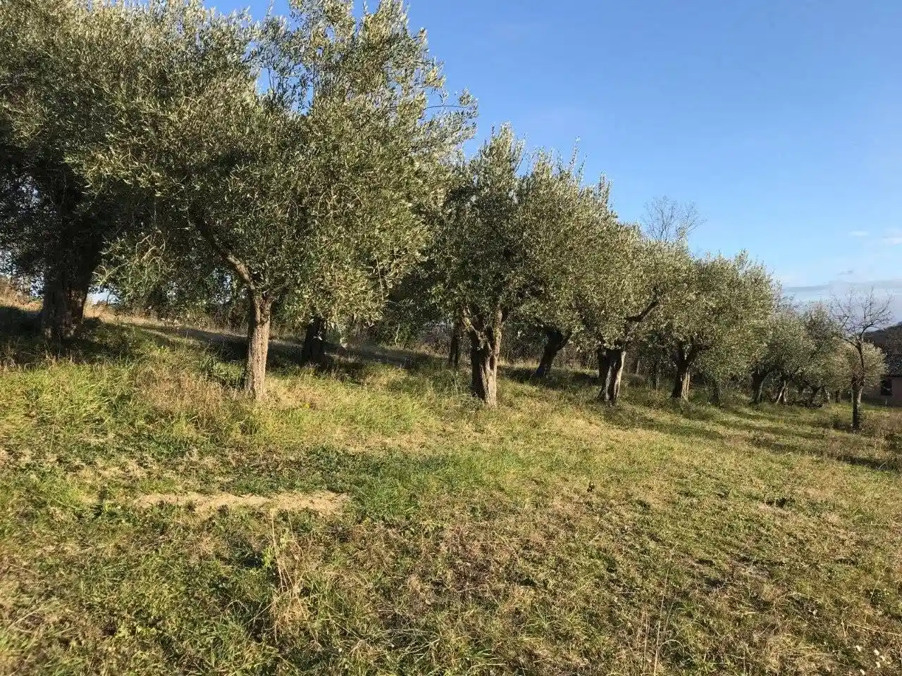 Rustico Località Carignano 103, Fenile - Carignano, Fano - foto 5