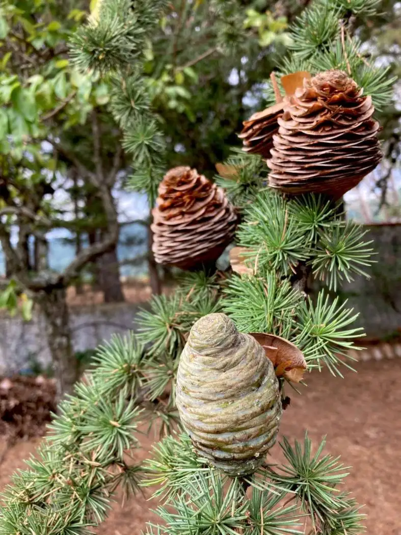 Villa unifamiliare Strada Provinciale Rossano Sila, Corigliano-Rossano