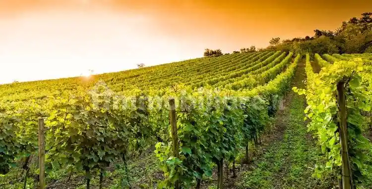 Rustico - Casale in vendita a Grosseto