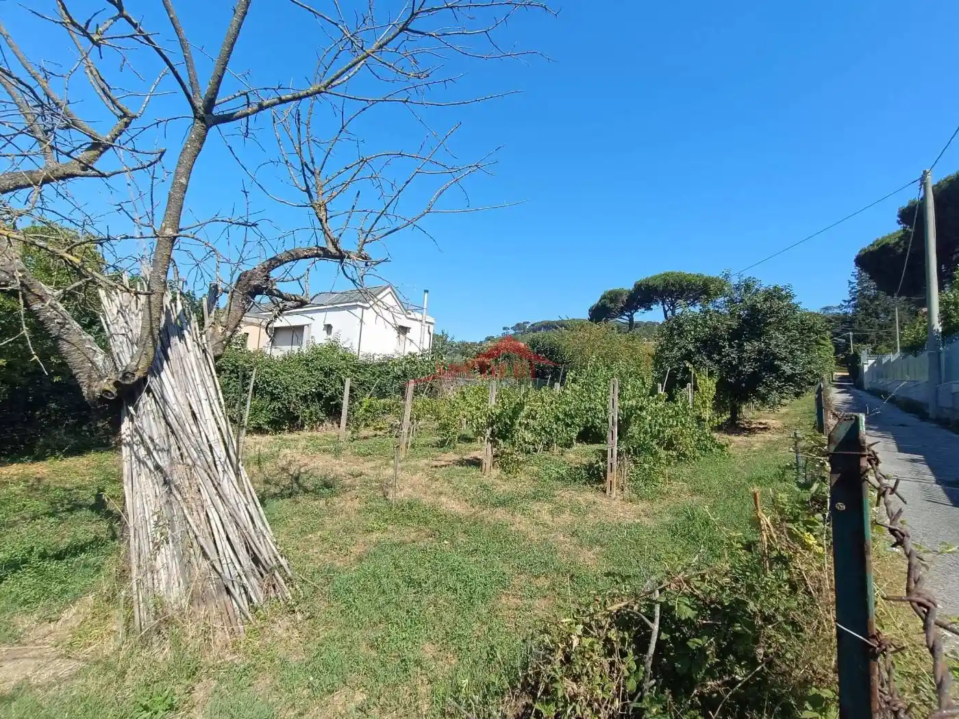 Rustico via Tuscolana, Molara, Grottaferrata - foto 3