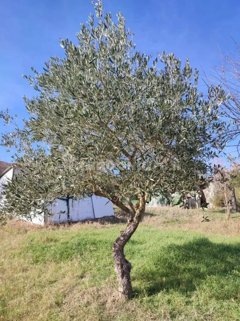 Rustico Contrada San Demetrio, Brindisi Montagna - foto 5