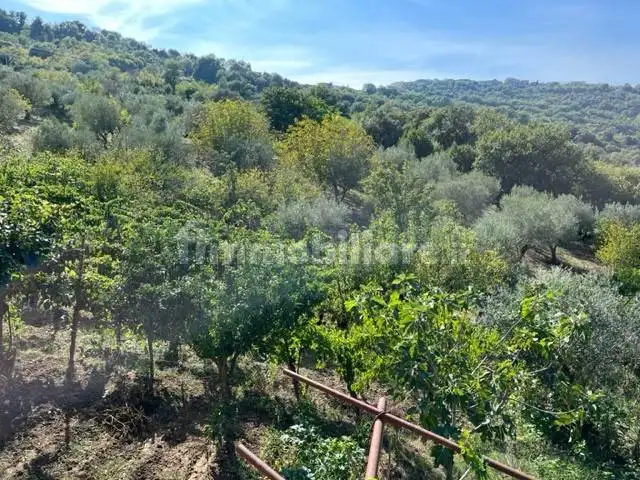 Rustico - Casale in vendita a Prignano Cilento