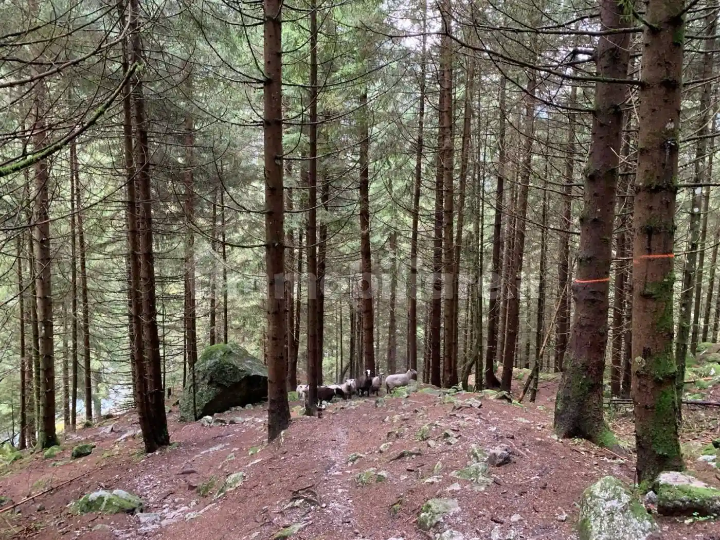 Villa in vendita a Civo