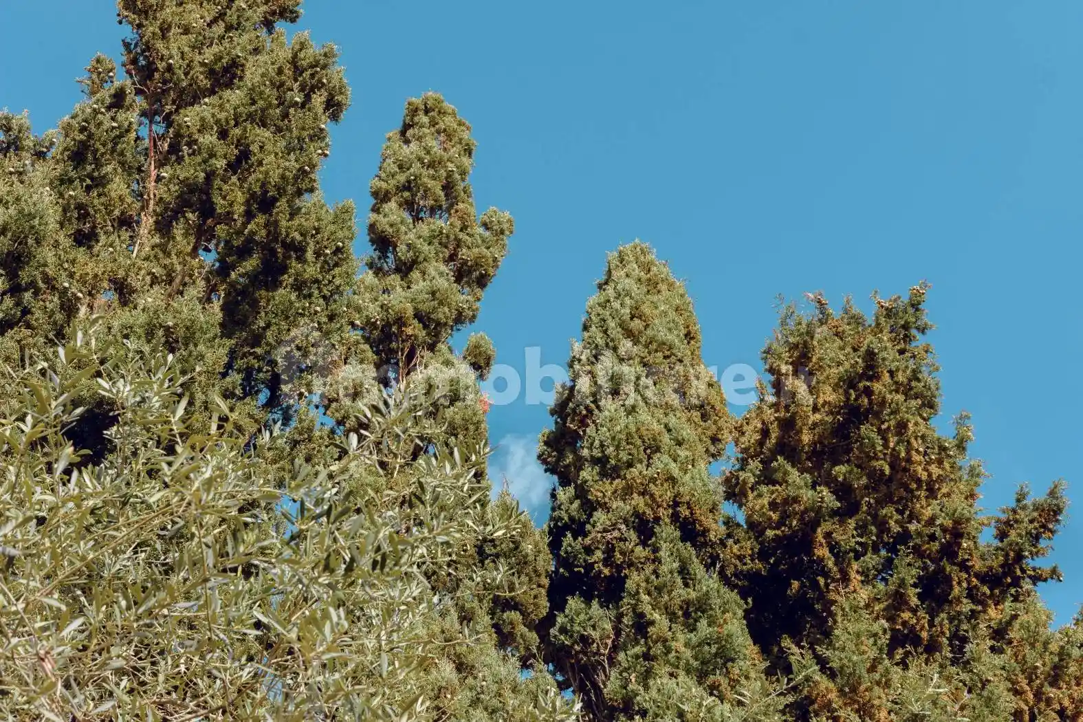 Villa unifamiliare Strada Provinciale ex-SS291, La Landrigga - Monte Oro, Sassari - foto 5