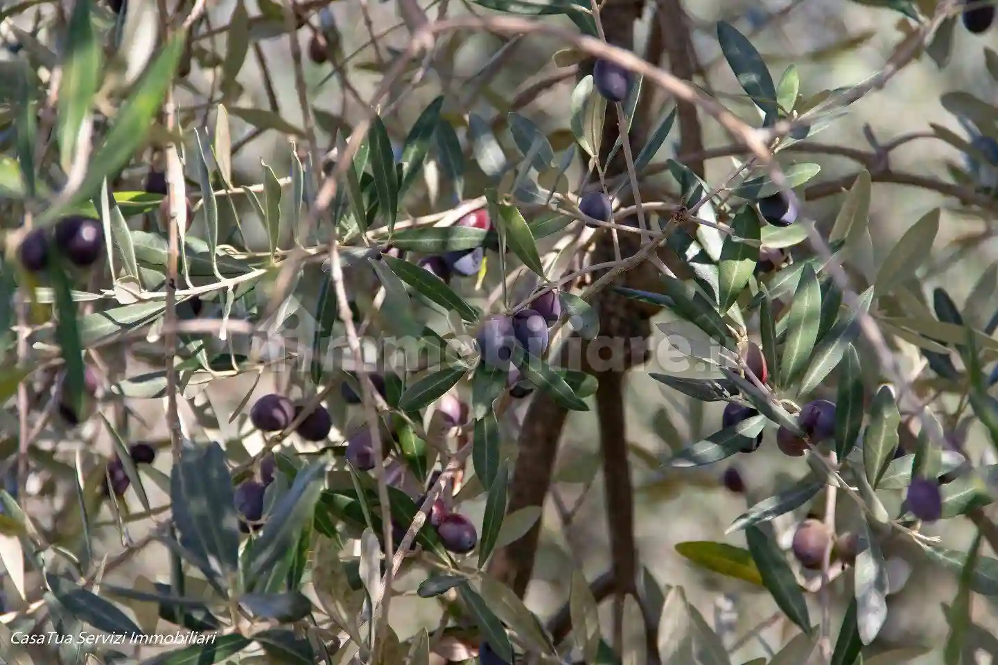 Rustico - Casale - foto 4