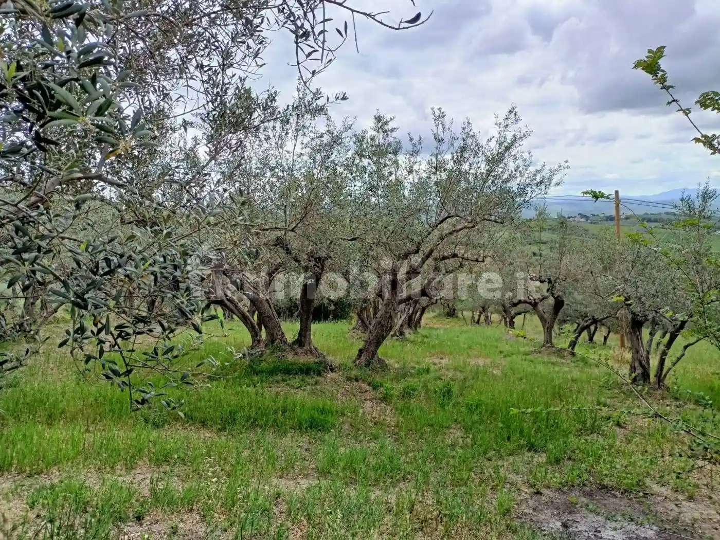 Masseria Contrada Camicie, Lanciano - foto 4
