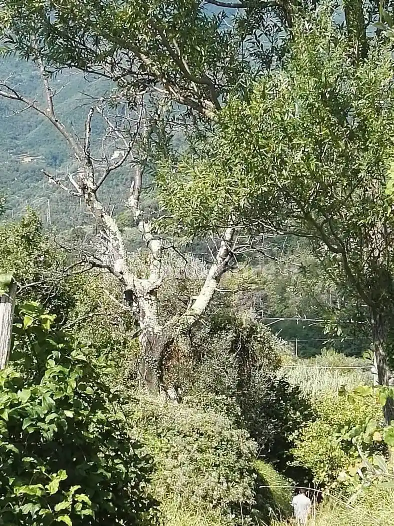 Rustico - Casale in vendita a Sestri Levante