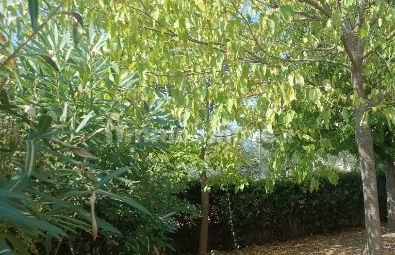 Villetta a schiera in vendita a Poggio a Caiano