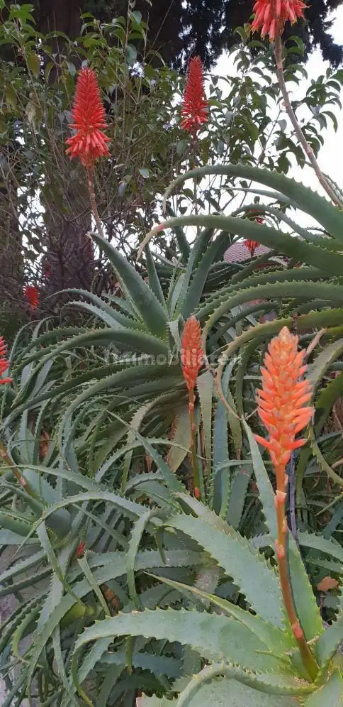 Bilocale via Aurelia 111, Marina Di Andora, Andora - foto 3