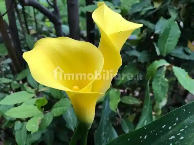 Appartamento in vendita a Viareggio