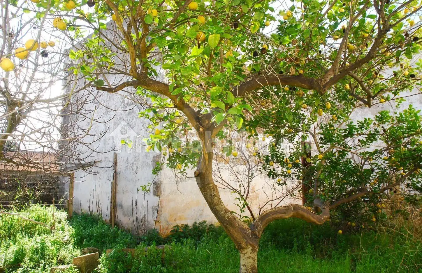 Terratetto unifamiliare via Palestro 27/29, Presicce-Acquarica - foto 3