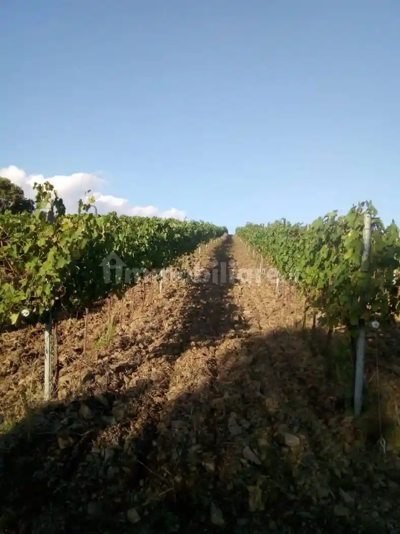 Rustico - Casale in vendita a Magliano in Toscana