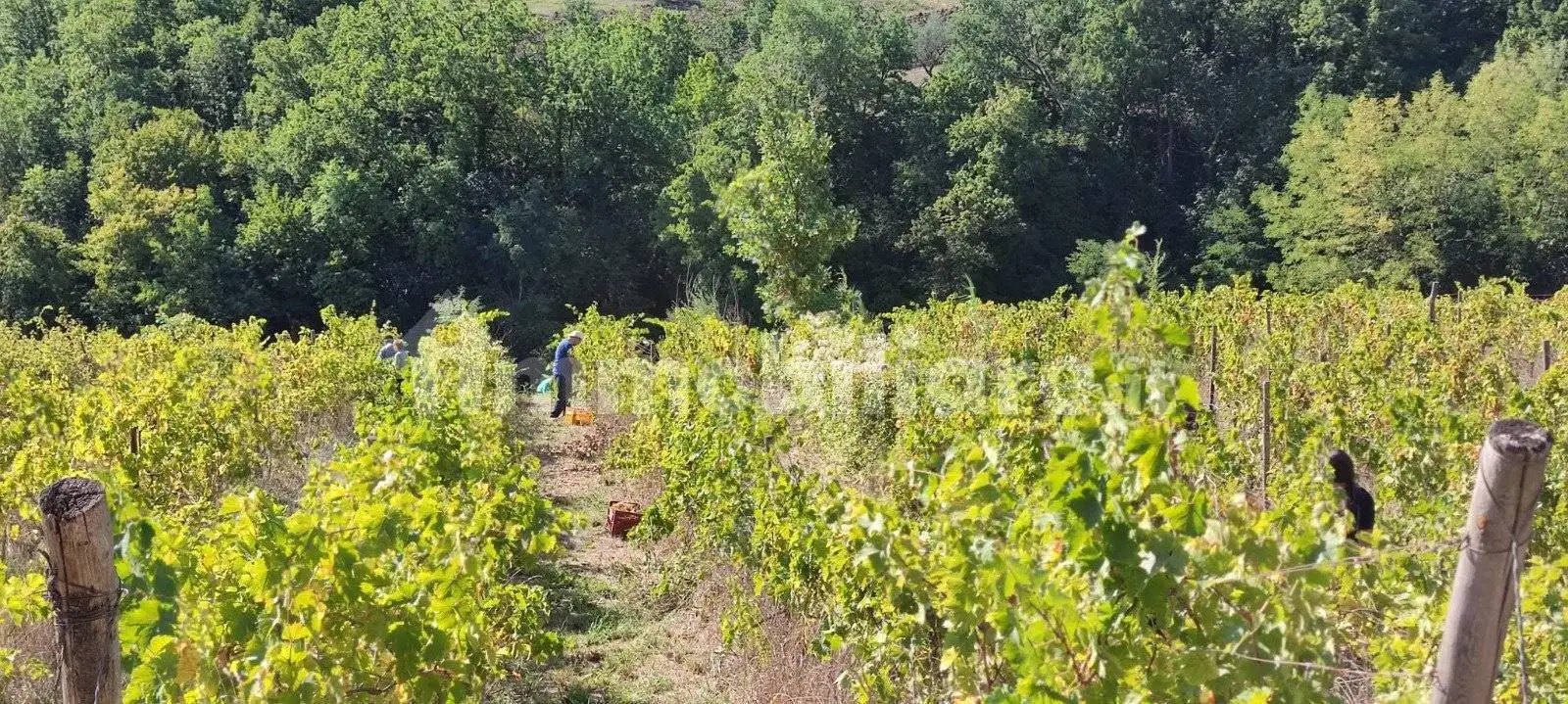 Casale Contrada Piano Covella, Baselice - foto 4