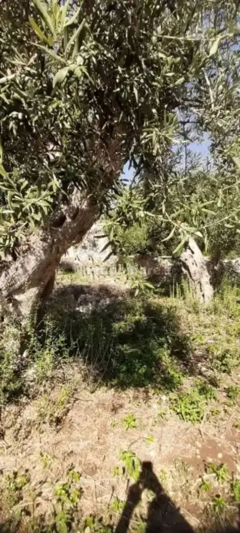 Rustico - Casale in vendita a Modica