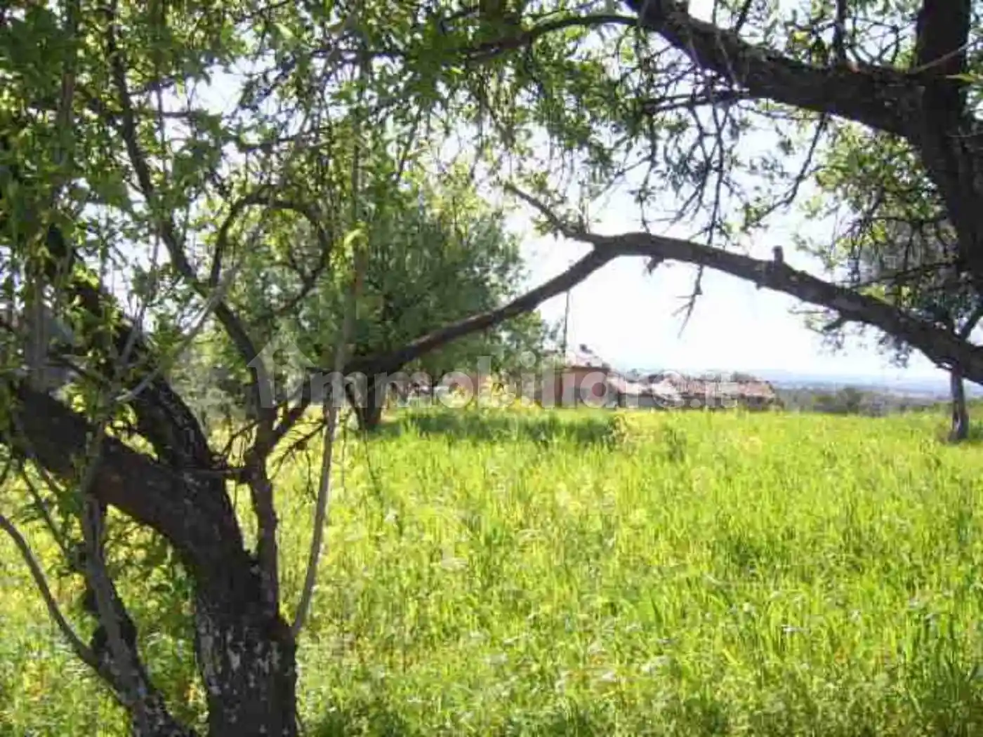 Casale contrada tesauro, Cerchiara di Calabria - foto 4