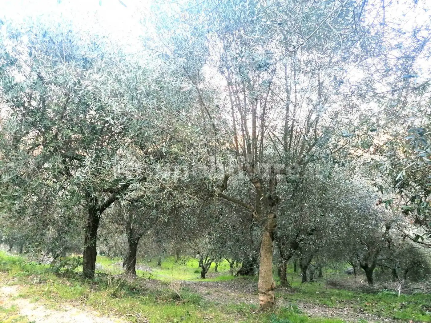 Casa colonica via San Nicola Vecchio 4, Campoli del Monte Taburno - foto 5