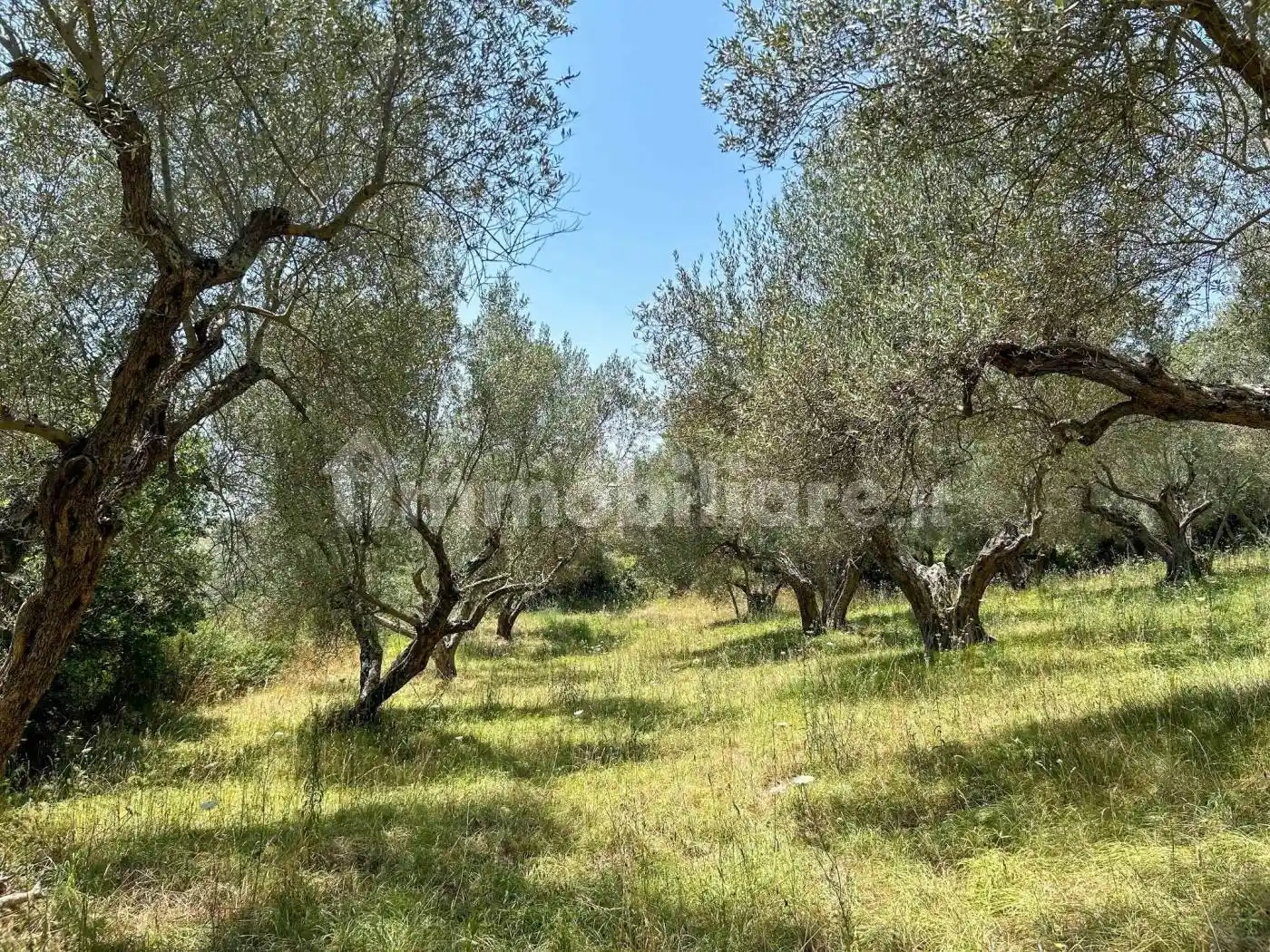 Villa in vendita a Canino