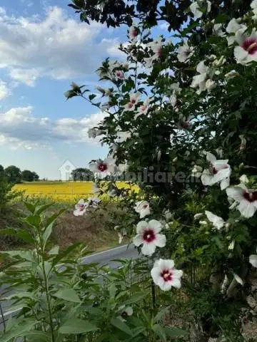 Casa indipendente in affitto a Sovicille