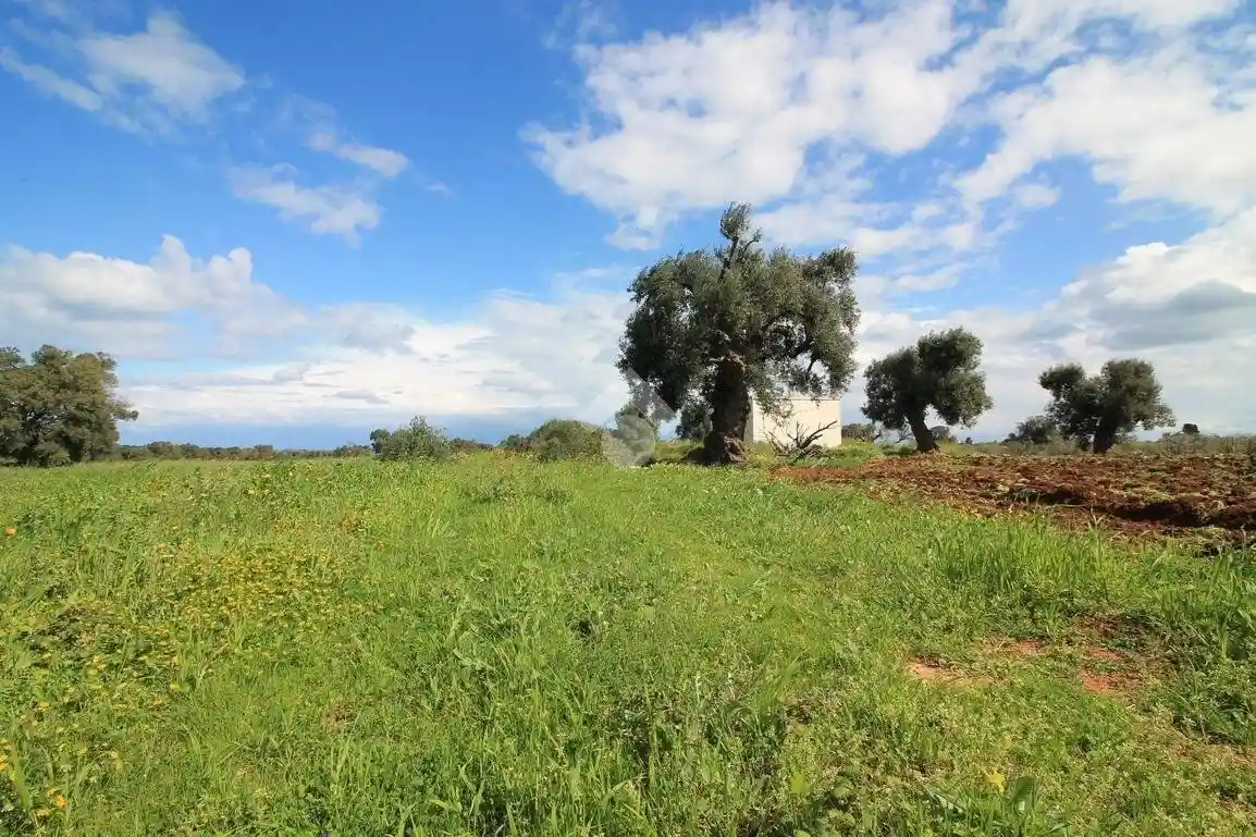 Rustico - Casale in vendita a Ostuni