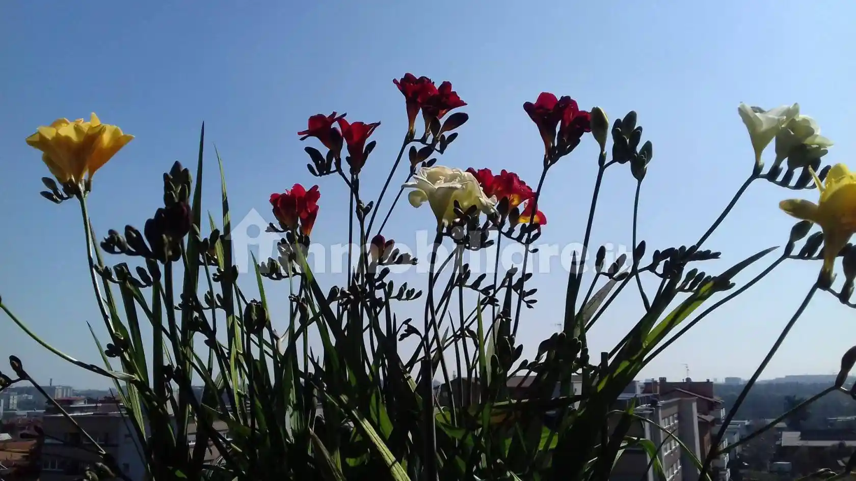 Appartamento in vendita a Cinisello Balsamo