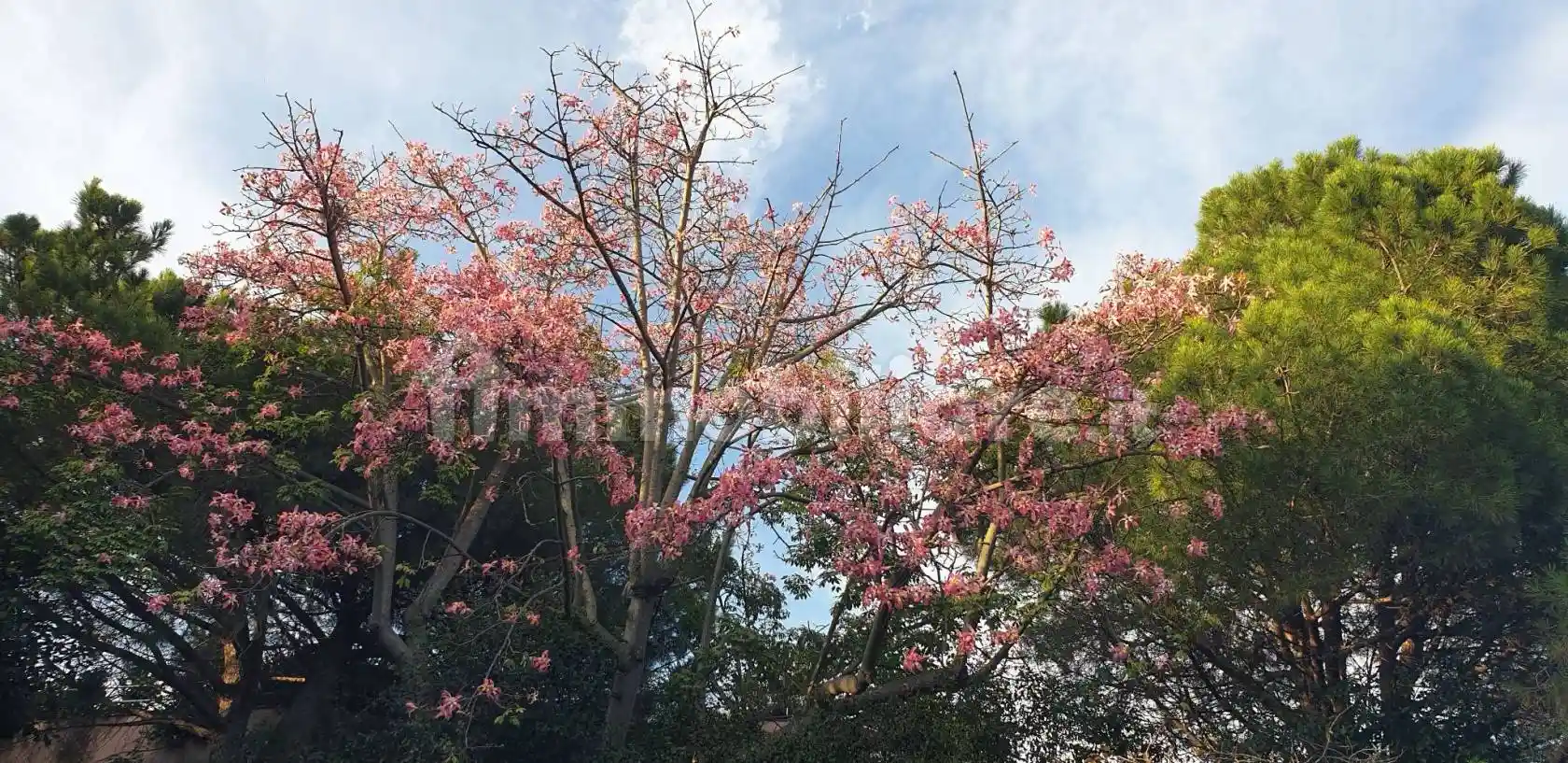 Villa in vendita a Sant'Agata li Battiati