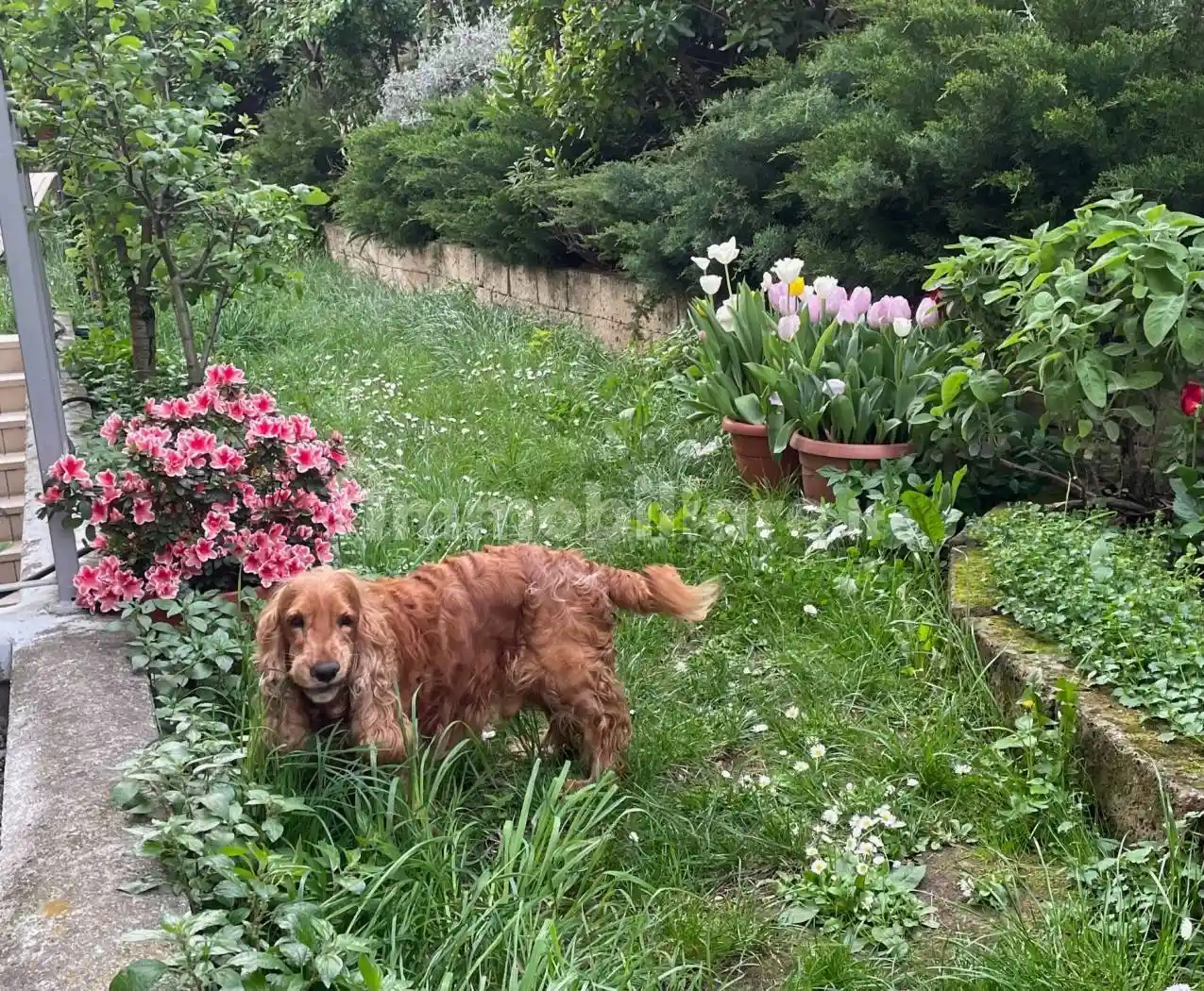 Open space via di Romagna 134, Scorcola, Trieste - foto 4