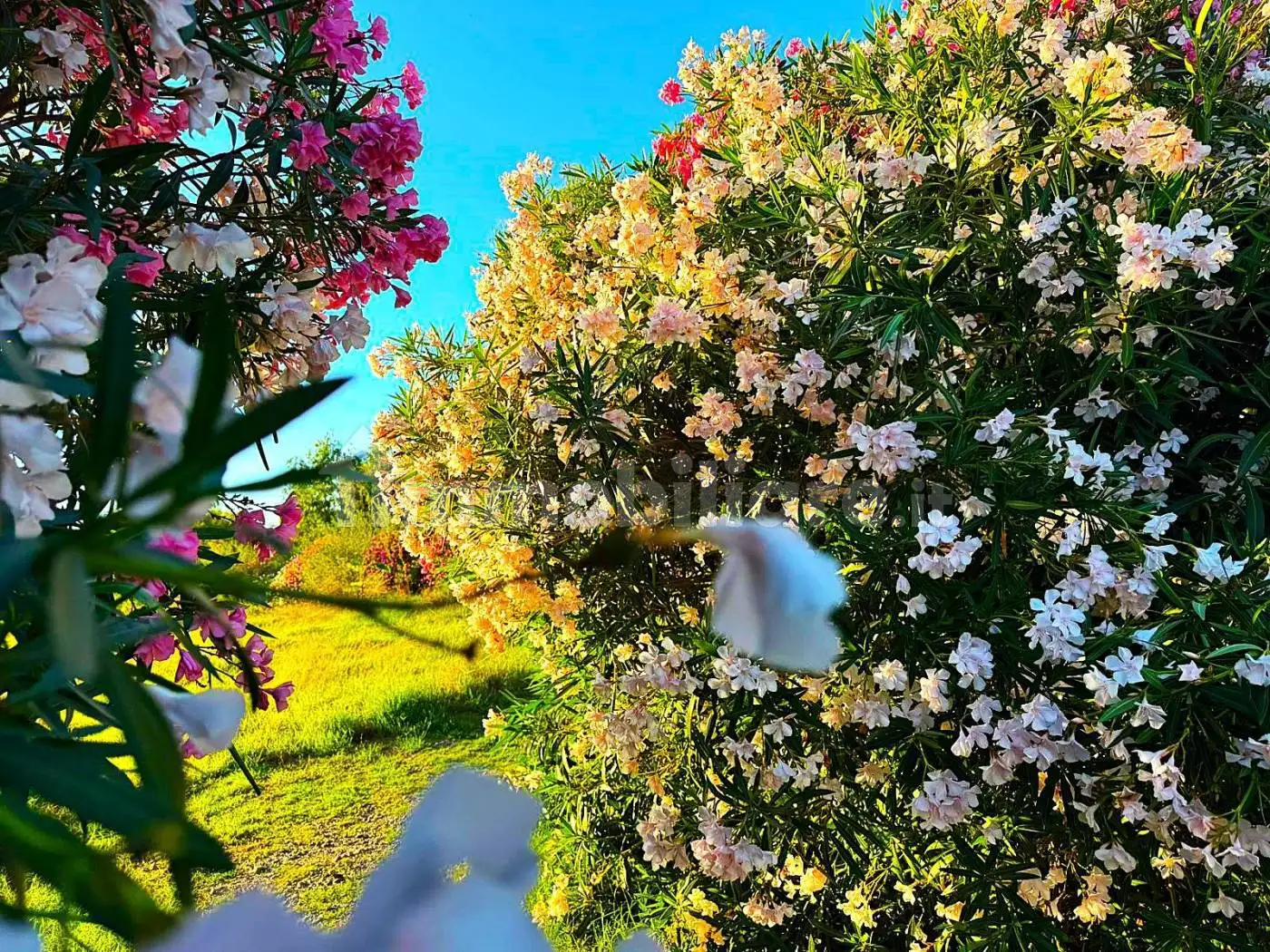 Casa indipendente in vendita a Diamante