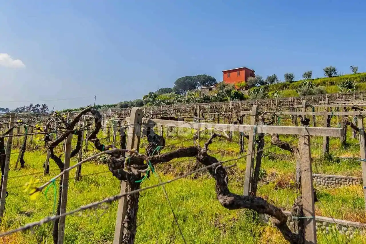 Casa indipendente in vendita a Frascati