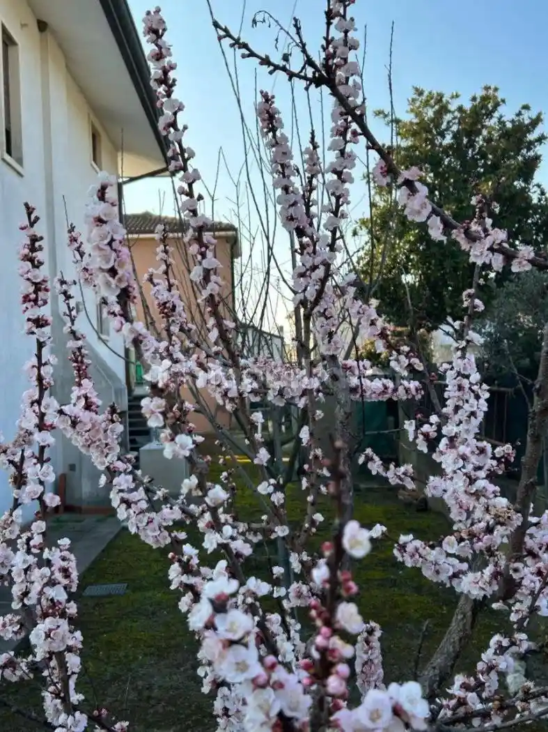 Villa unifamiliare 287 m², Cagnano, Pojana Maggiore - foto 2