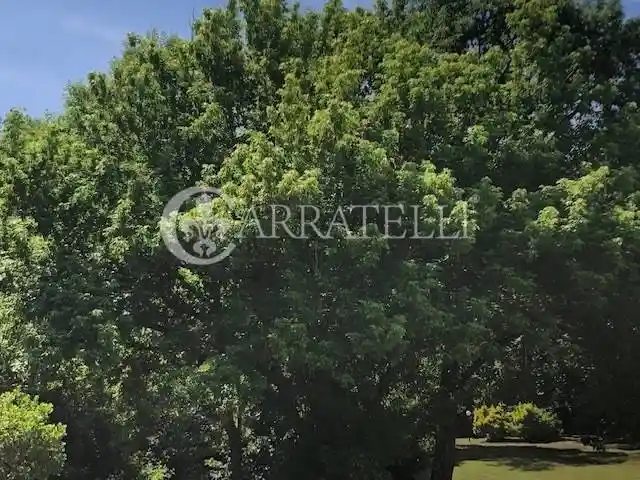 Villa unifamiliare largo dell'Olgiata, Olgiata, Roma - foto 4